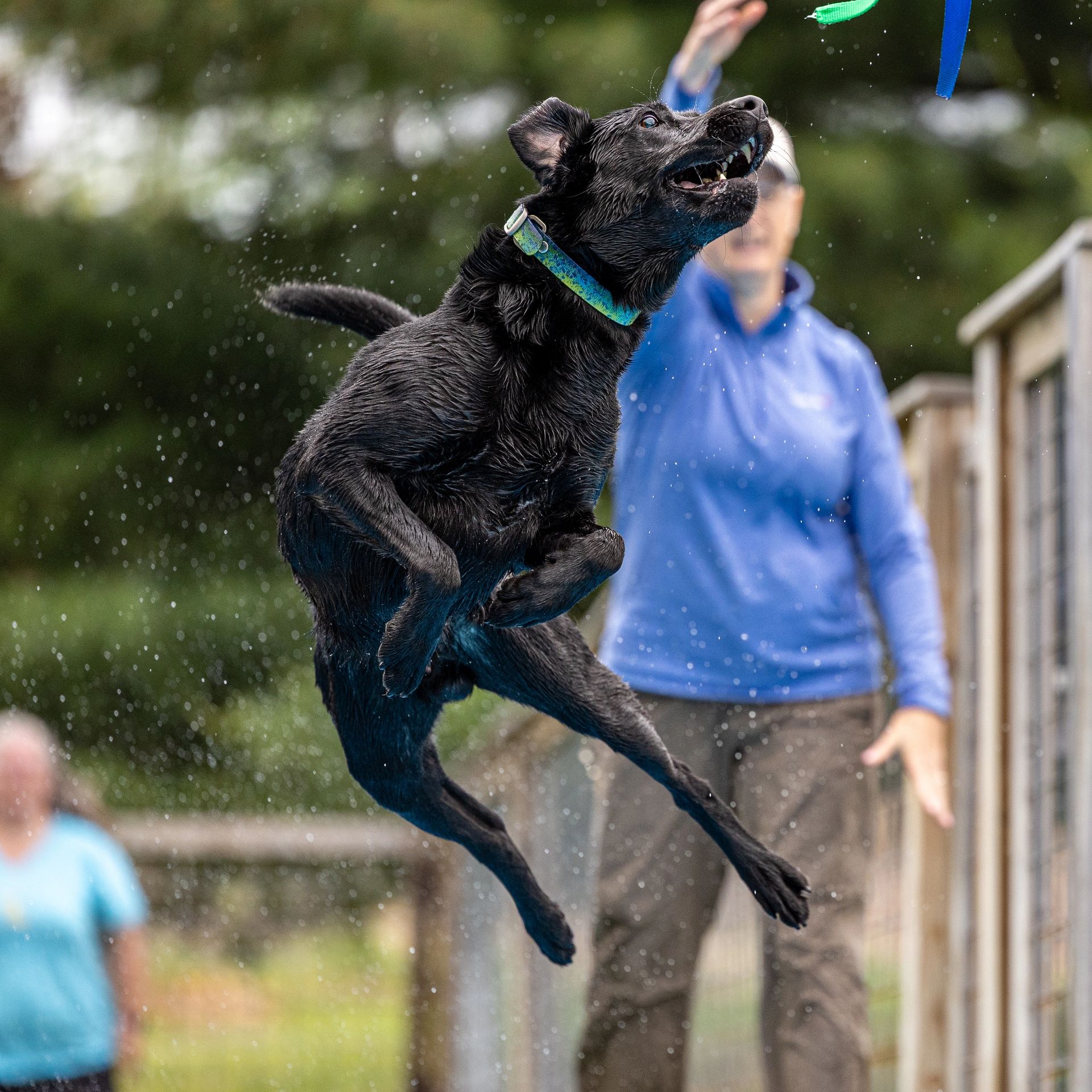 Dock diving action photography at Splash Town Warwick